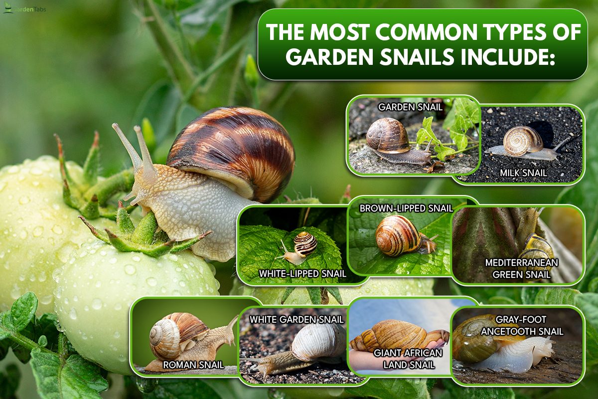 Garden brown snail pest sitting on green tomatoes, 15 Most Common Types Of Garden Snails [& How To Identify Them]
