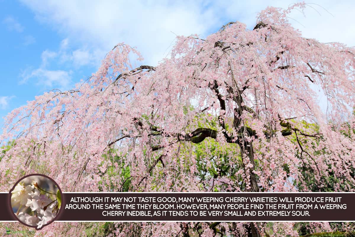 Weeping Cherry tree, Do Weeping Cherry Trees Produce Fruit? [Can You Eat It?]