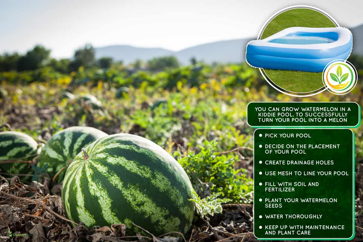 Close-up of watermelon in field, Can You Grow Watermelon In A Kiddie Pool? [Yes! Here's How!]