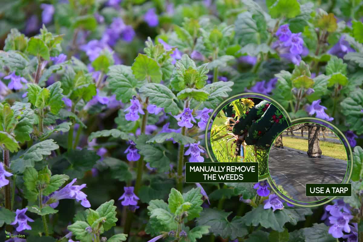 Creeping Charlie â€“ Glechoma hederacea flowers and plants, What Are Other Ways To Kill Creeping Charlie?