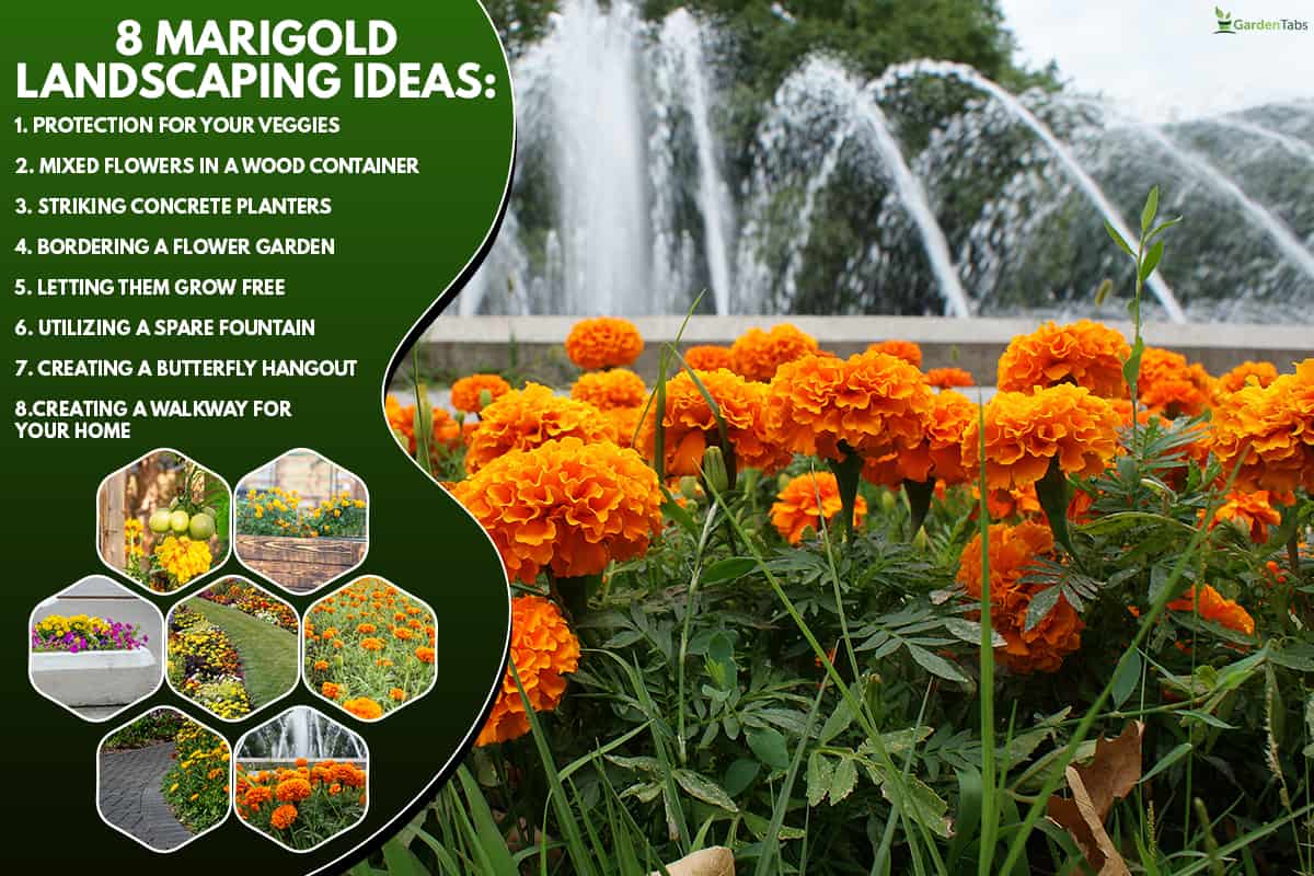 Blooming marigold near fountain, 8 Marigold Landscaping Ideas [With Pictures To Inspire You!]