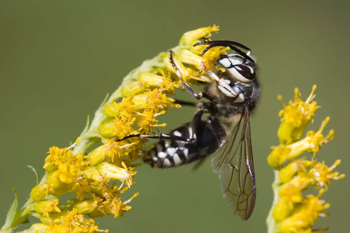 A bald-faced Hornet perched on a flower