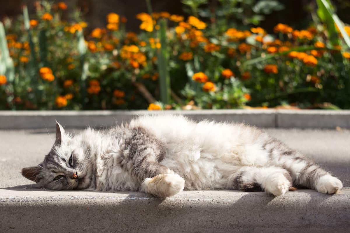 A beautiful fluffy gray cat lies on the sidewalk against the background of a flower bed with marigolds