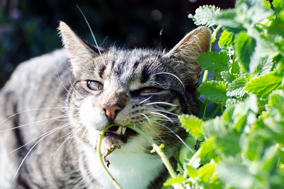 A cat found a Nepeta plant and starts eating.