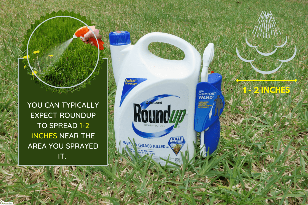 A container of Roundup Weed and Grass Killer on a grass lawn. Roundup is a popular gardening and landscaping product that is manufactured by the Scotts Company LLC., How Far Does Roundup Spread [Can It Kill Nearby Plants]