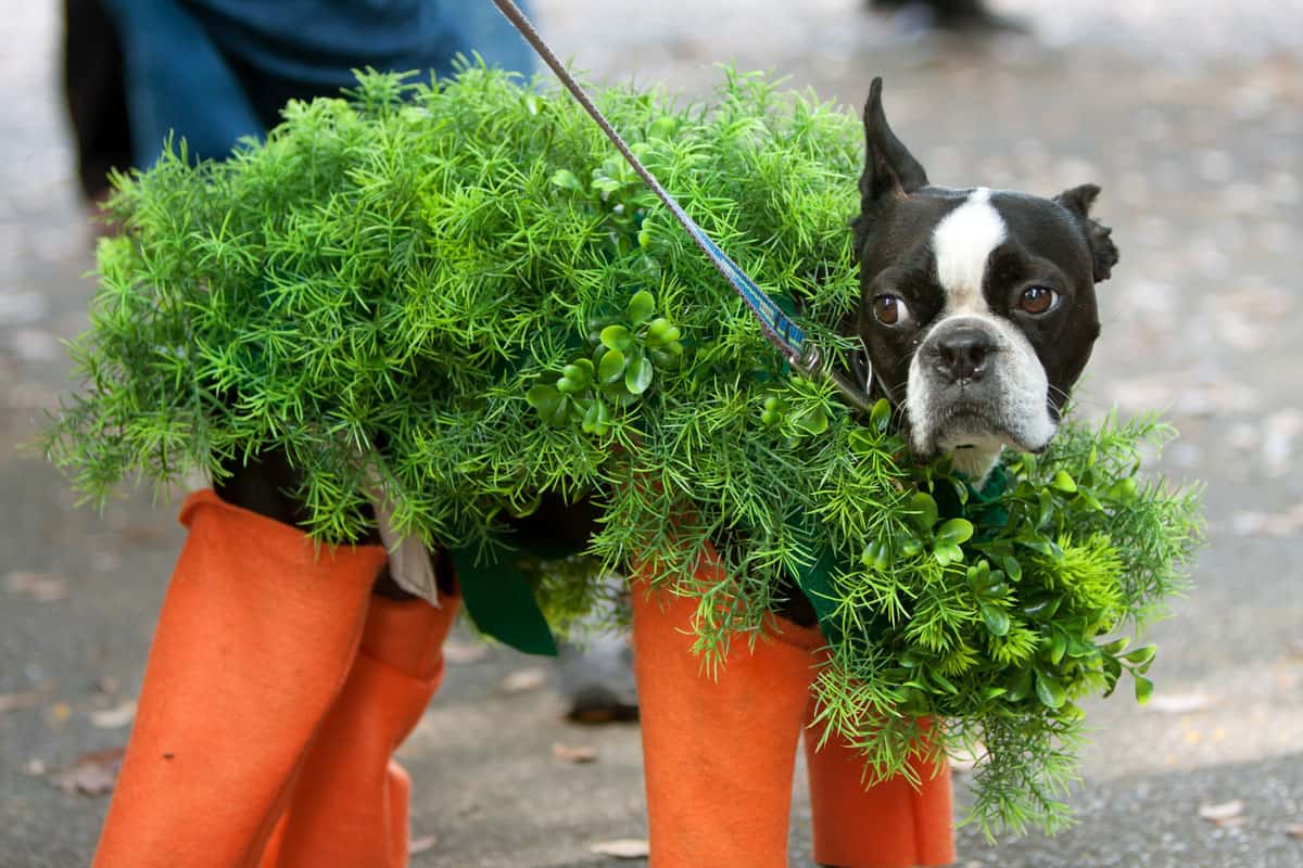 A dog is dressed in a chia pet costume for a Halloween dog costume contest