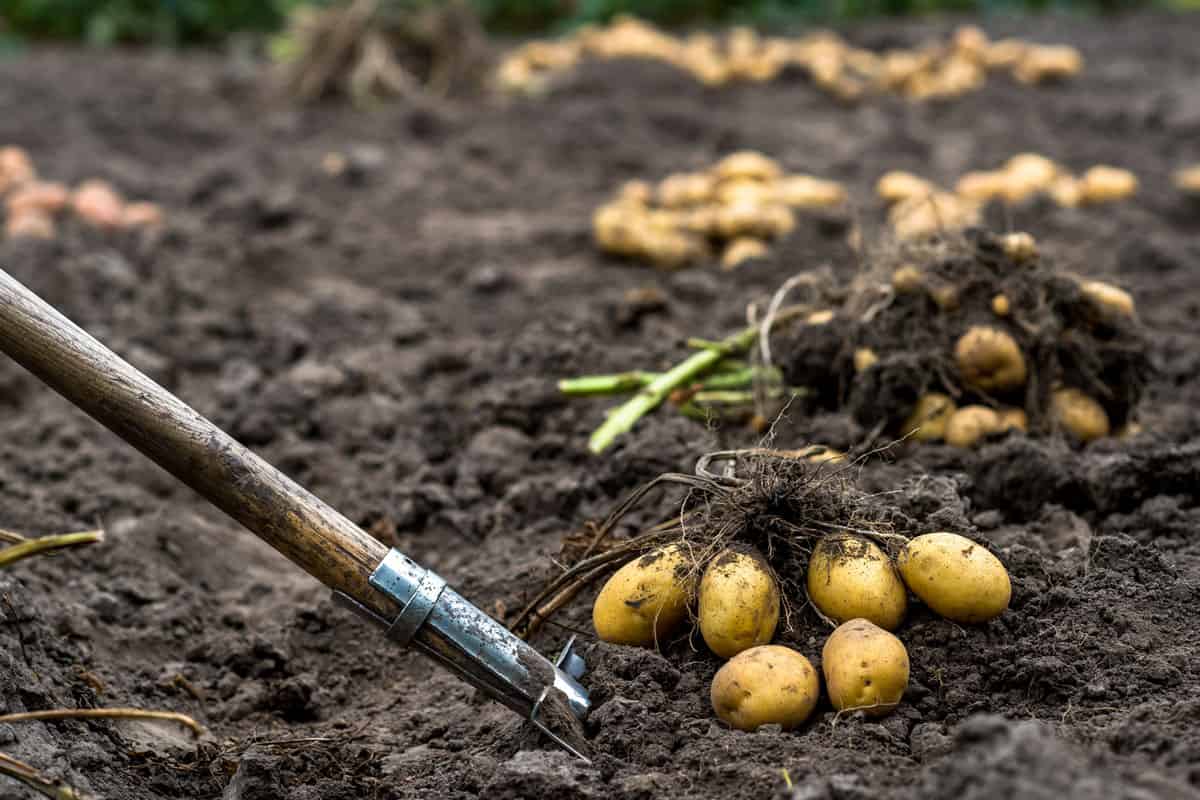 A freshly dug bush of yellow potatoes on a shovel close-up on a bed