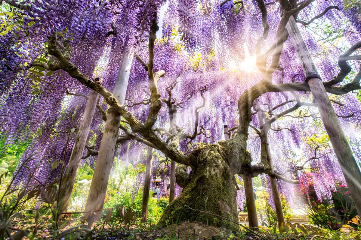 A huge Japanese Wisteria tree