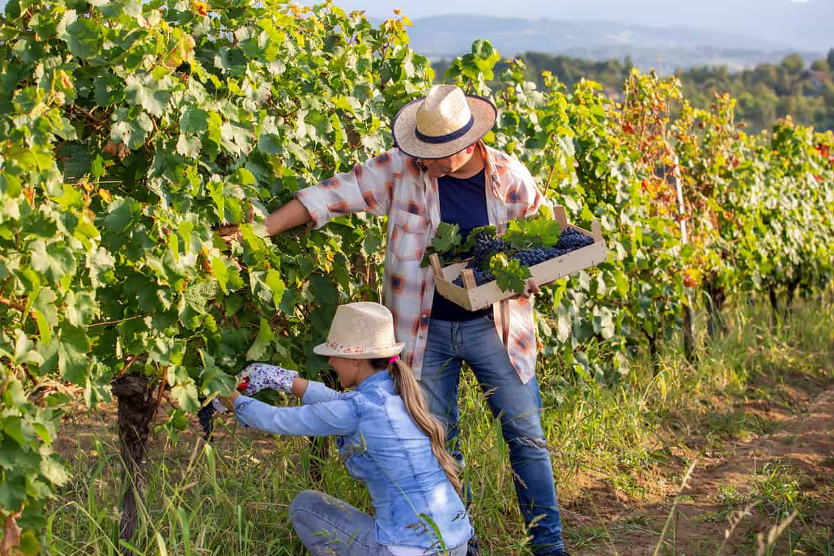 A middle-aged couple harvesting grapes in their vineyard