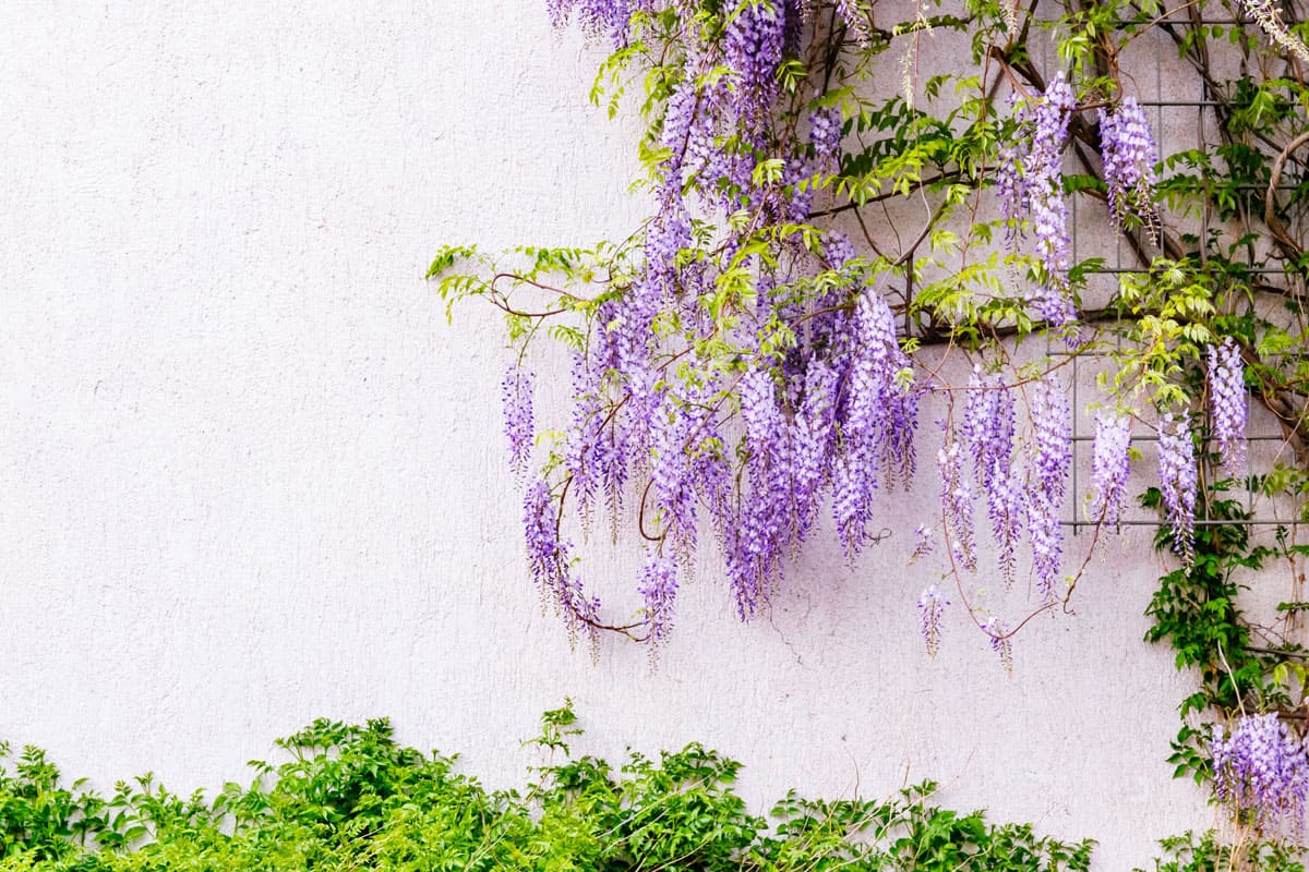 A tall tree with purple Wisteria blooming on a bright sunny day