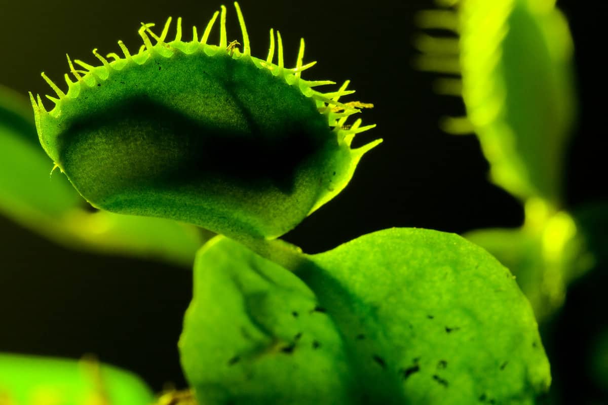 A venus flytrap with prey inside one of the pods 