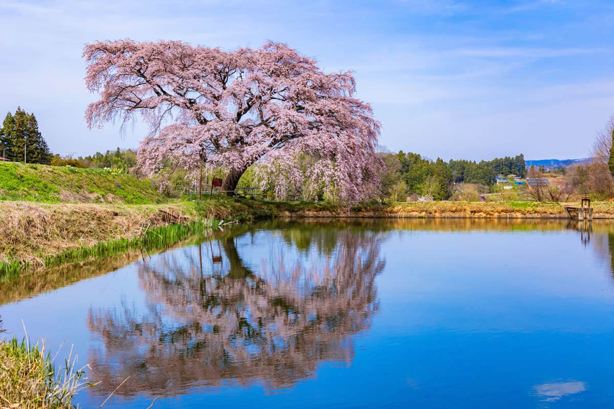 A weeping cherry tree growing near a pond