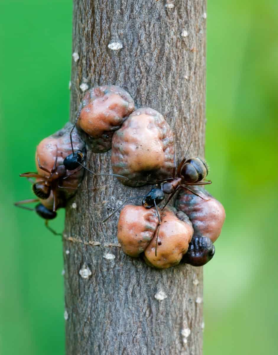 Ants tending a group of tulip tree scale (Toumeyella liriodendri). The scale insert sucking mouthparts into the tree twig and suck out the sap, giving off honeydew as food for the ants. 