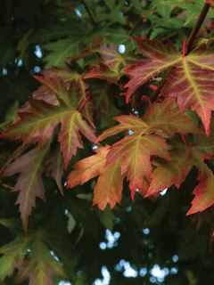 Acer saccharinum Silver maple autumn foliage, How Long Do Silver Maples Live?