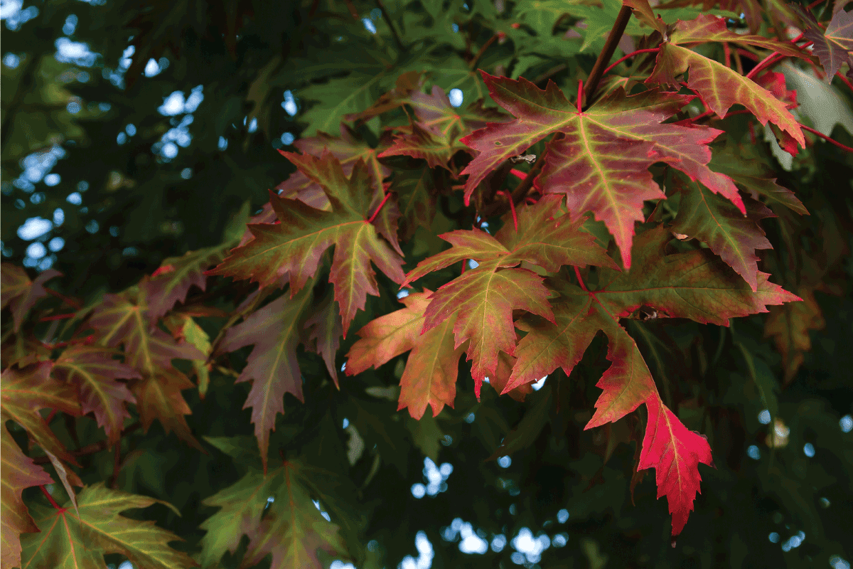 Acer saccharinum Silver maple autumn foliage