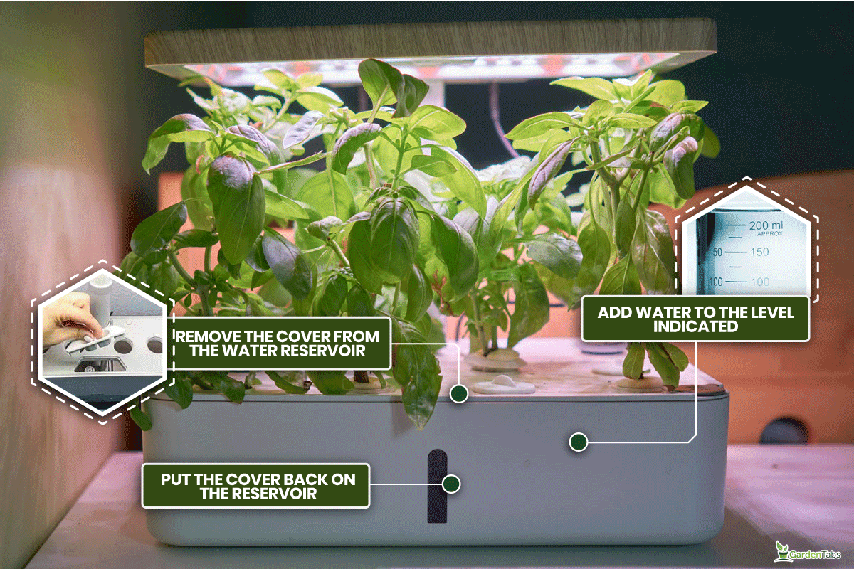 Basil growing in a hydroponics machine, hydroponic grown herbs and vegetables in own kitchen with hydroponic, Aerogarden Add Water Light Stays On - Why And What To Do?