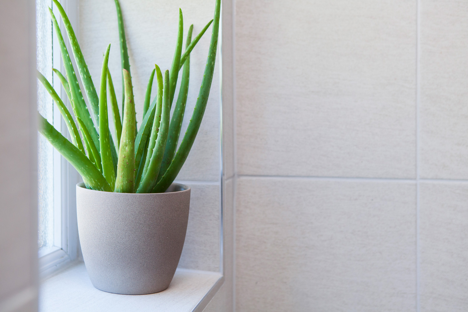 Aloe Vera plant in a pot in a tiled bathroom with copy space to the right, Aloe Vera plant in bathroom