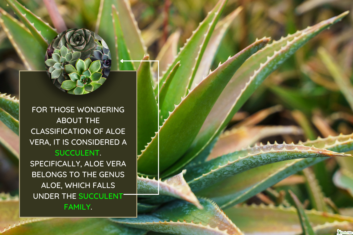 Aloe vera plant close-up - Is Aloe Vera A Cactus Or A Succulent