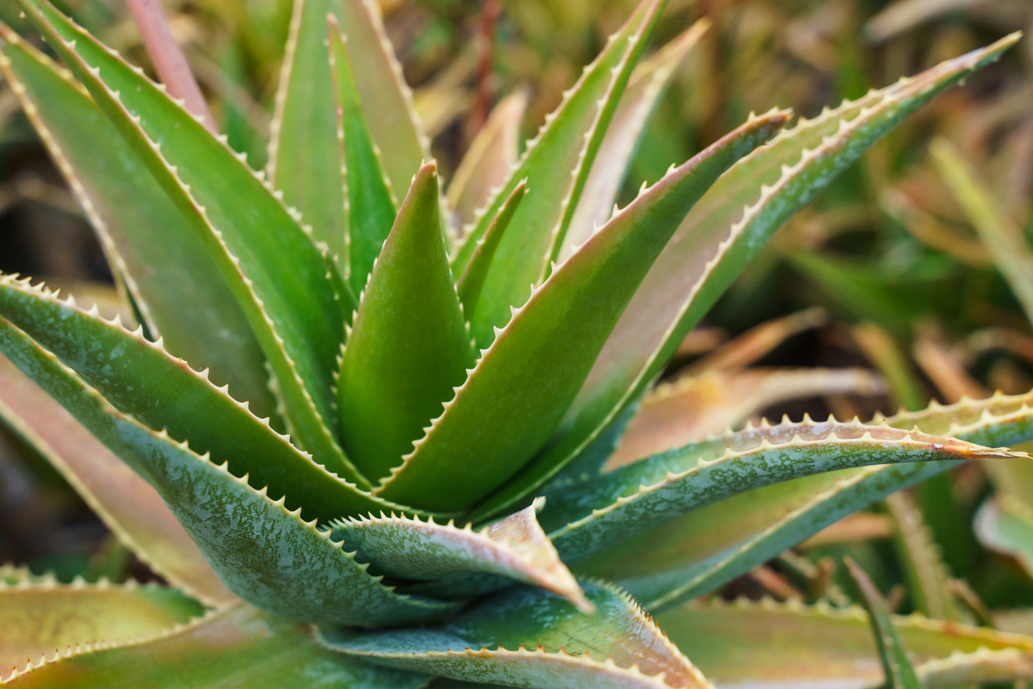 Aloe vera plant close-up 