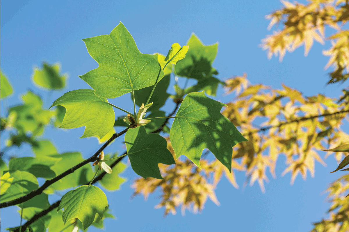 Tulip poplar young bright green leaves on blue sky background, Can I Plant Deciduous Trees In The Fall?