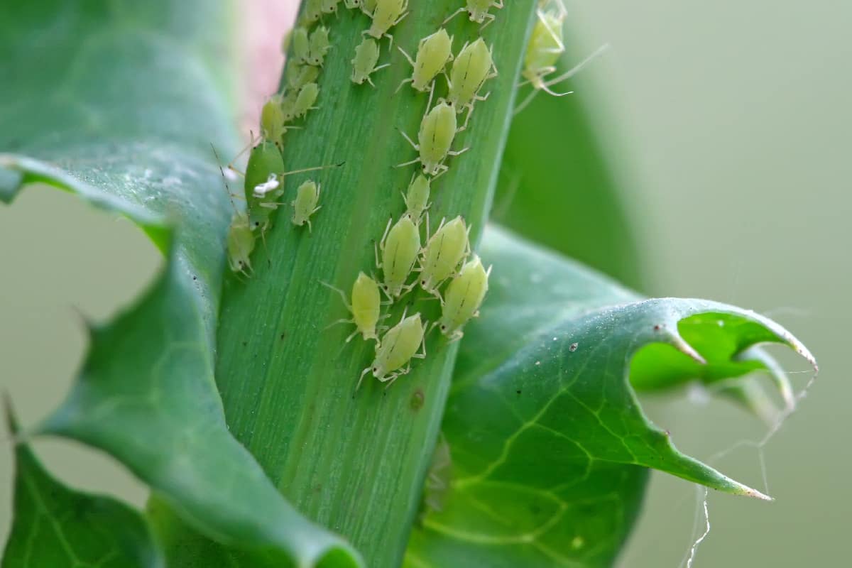 Aphid on the green plant