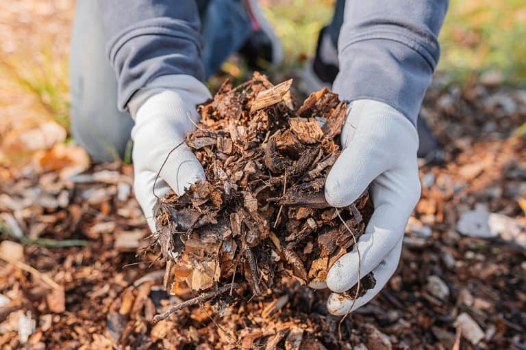 Applying mulch on the garden, Will Mulch Kill Poison Ivy? [Yes! Here's How!]