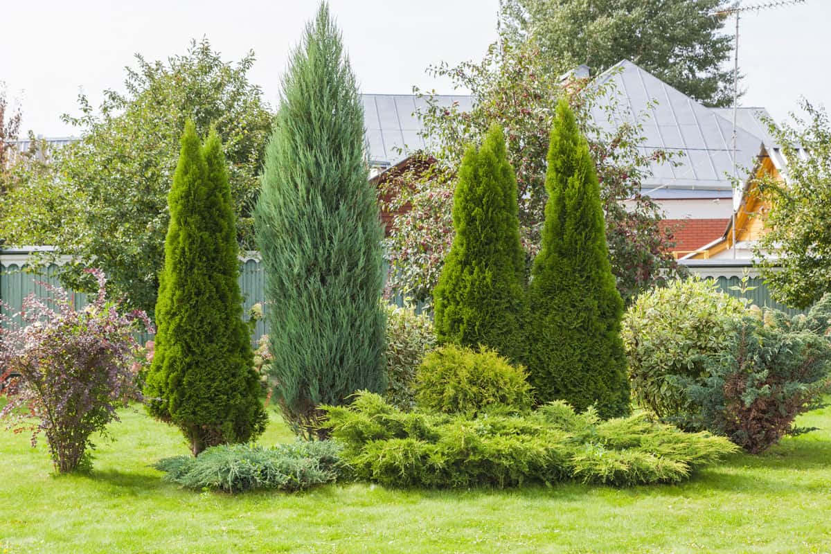 Arborvitae and a Conifer tree at the garden