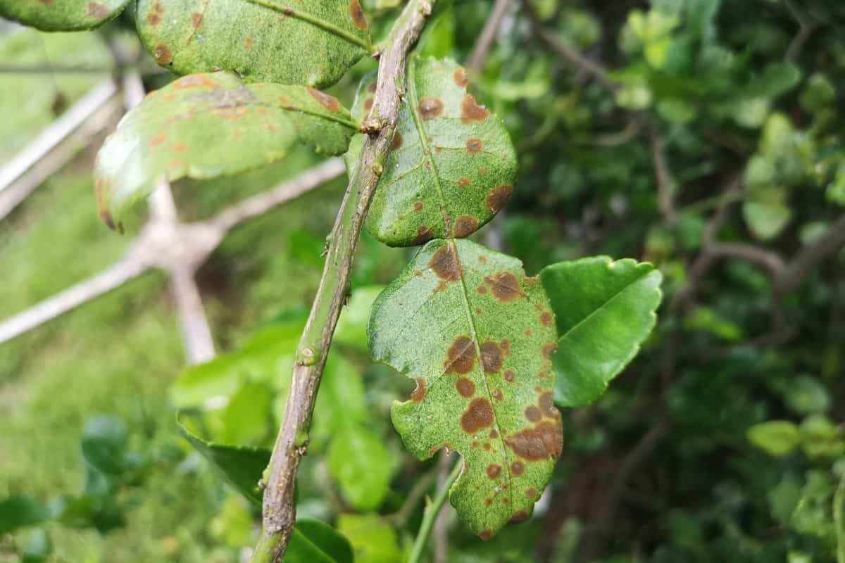 Bacterial leaf spot diseases often start as small dark brown to black spots with a halo of yellow tissue surrounding each spot. 