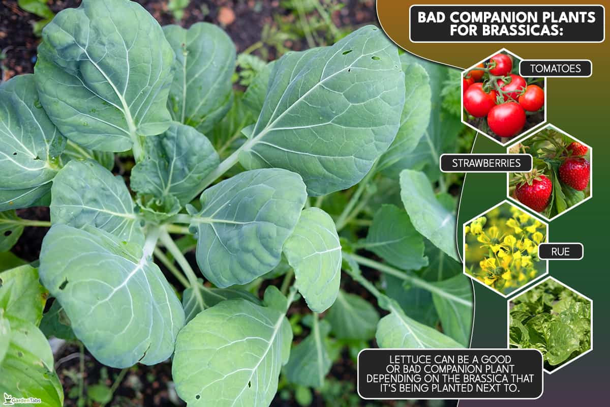 Bad companion plants for Brassicas, Are Brassicas Shade, Drought, & Frost Tolerant?