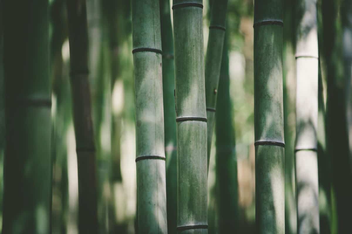 Bamboo light and shadow background sun lit