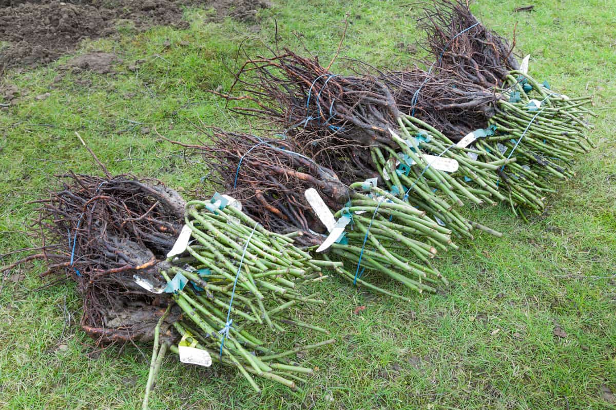 Bare root rose plants, shrub roses bare rooted for planting a rose hedge