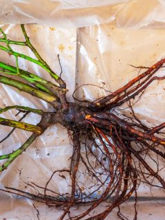 Bare rose root without soil in plastic, ordered online and delivered to the customer during the dormant season., Are Bare Root Roses Grafted?