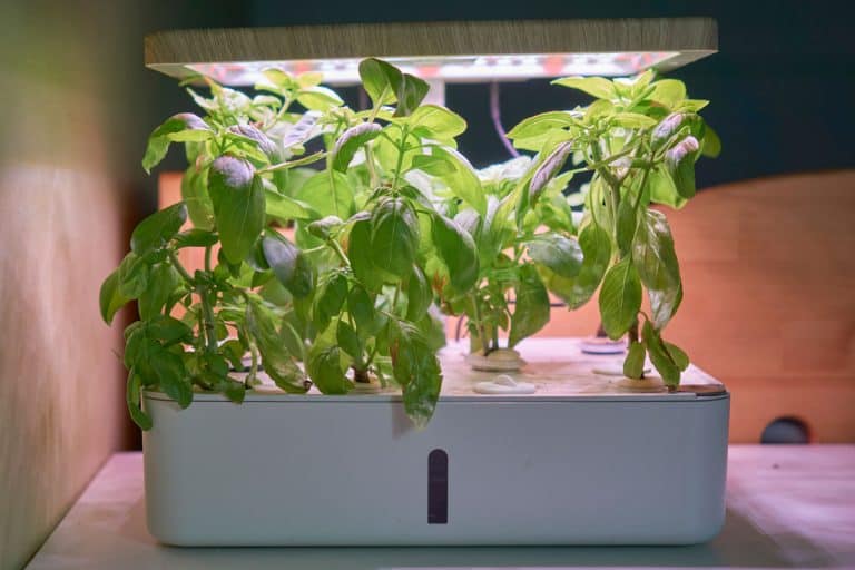 Basil growing in a hydroponics machine, hydroponic grown herbs and vegetables in own kitchen with hydroponic, Aerogarden Add Water Light Stays On - Why And What To Do?
