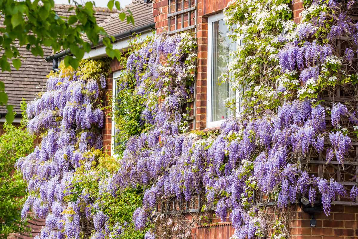 Beautiful purple Wisterias climbing on the trellis of the sides of the house