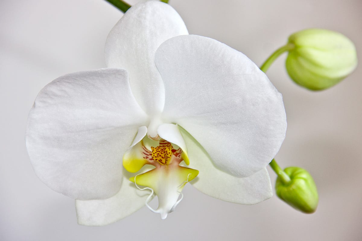 Beautiful white orchid with closed orchid buds photographed up close