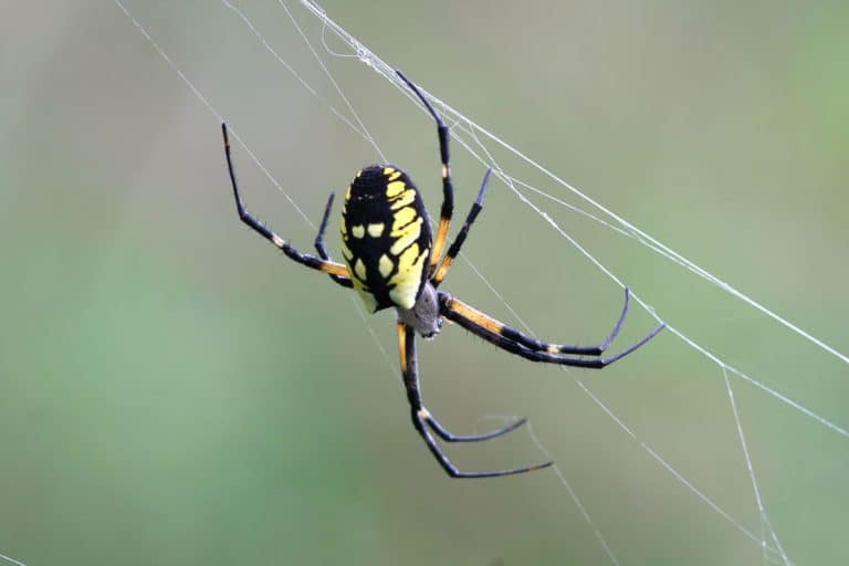 Black & Yellow Garden Spider Argiope aurantia, Are Garden Spiders Poisonous To Humans, Dogs, Or Cats [& Do They Bite]?