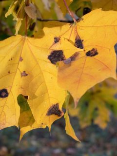 Yellow autumn maple leaves with black spots on the tree, What Causes Black Spots On Silver Maple Leaves?