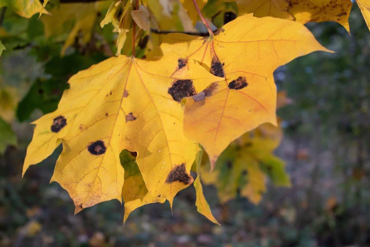 Black spots on maple leaves. Yellow autumn maple leaves with black spots on the tree. Maple tree Tar Spot fungus disease.