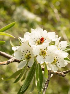 Blooming Willow-leaved Pear ,Pyrus salicifolia, is a species of pear, When And How To Prune A Weeping Pear Tree?