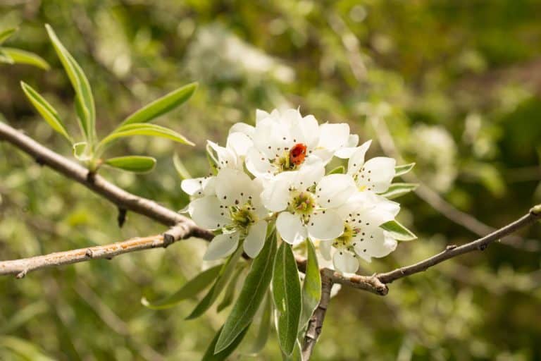 Blooming Willow-leaved Pear ,Pyrus salicifolia, is a species of pear, When And How To Prune A Weeping Pear Tree?
