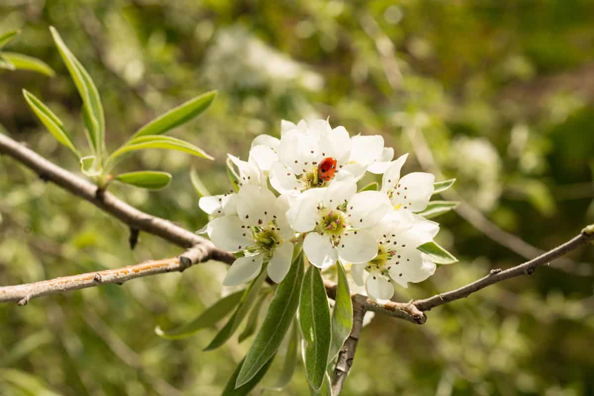 Blooming Willow-leaved Pear ,Pyrus salicifolia, is a species of pear