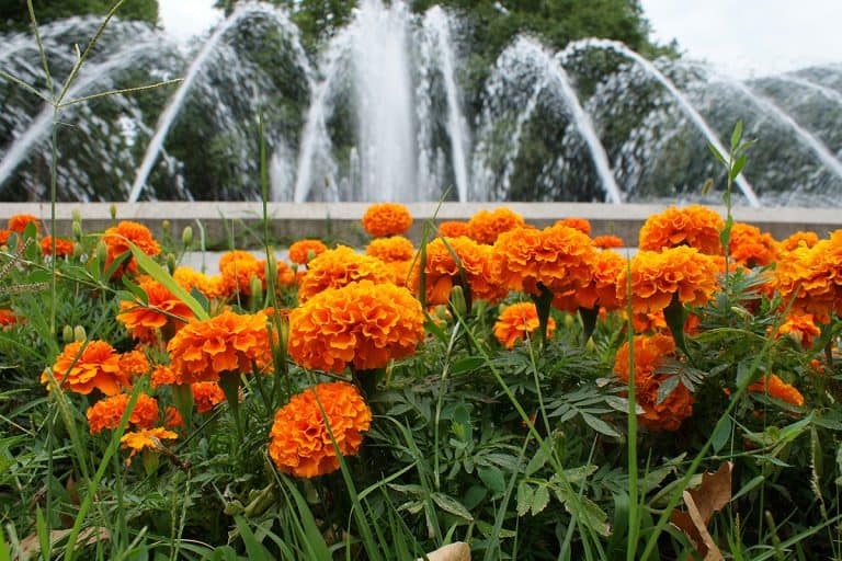 A blooming marigold near fountain, 8 Marigold Landscaping Ideas [With Pictures To Inspire You!]