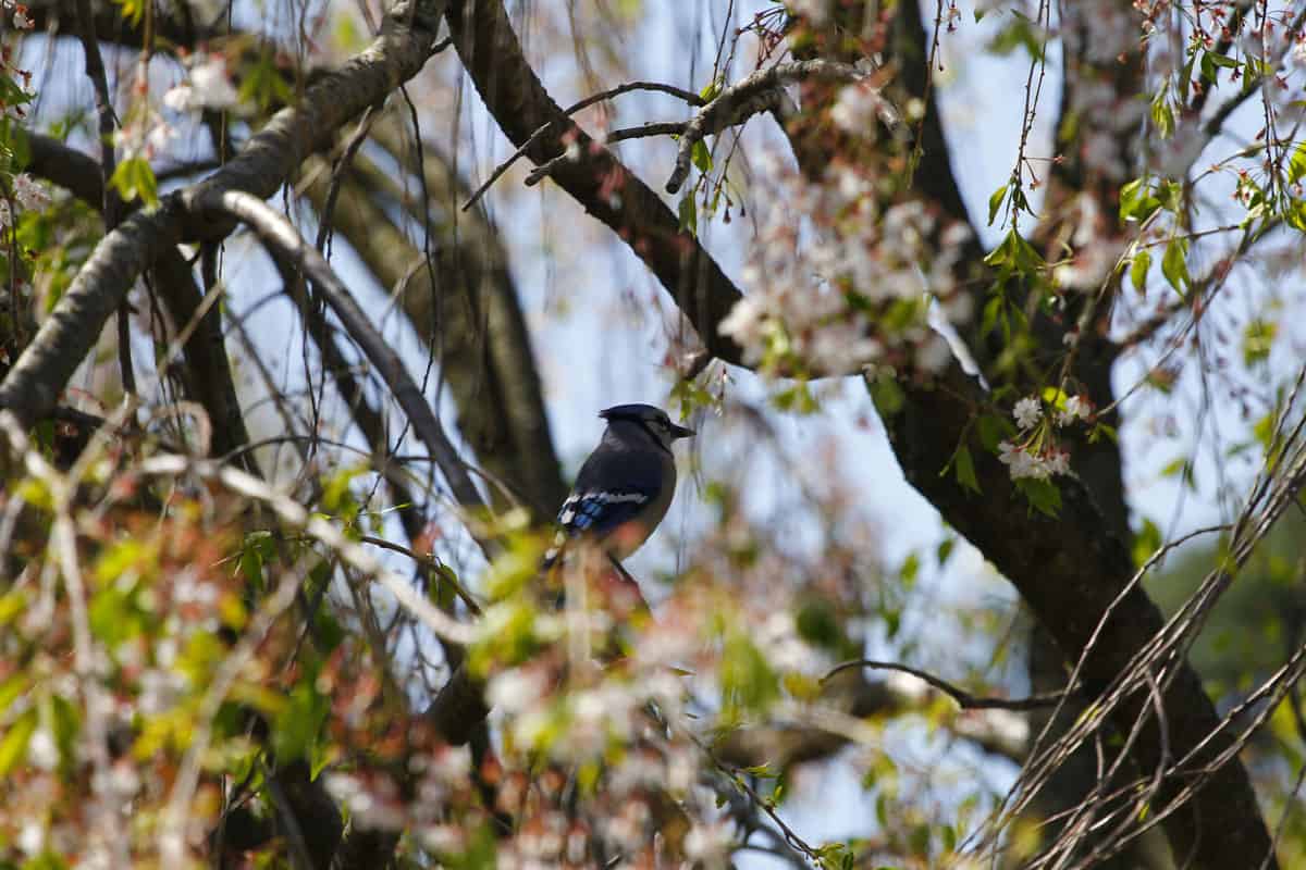 Blue Jay Sitting in a Weeping Cherry Tree