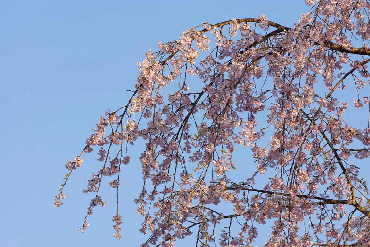 Blue sky and weeping cherry tree 