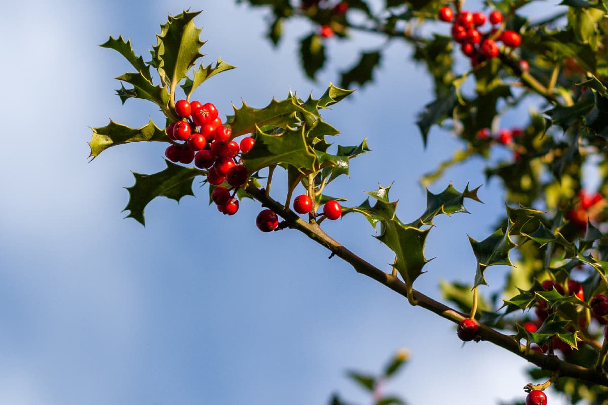 Branch of a holly tree with berries