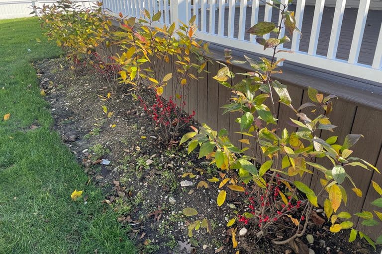 Branches of a winterberry holly bush planted outside the house, Are Hollies Acid Loving Plants?