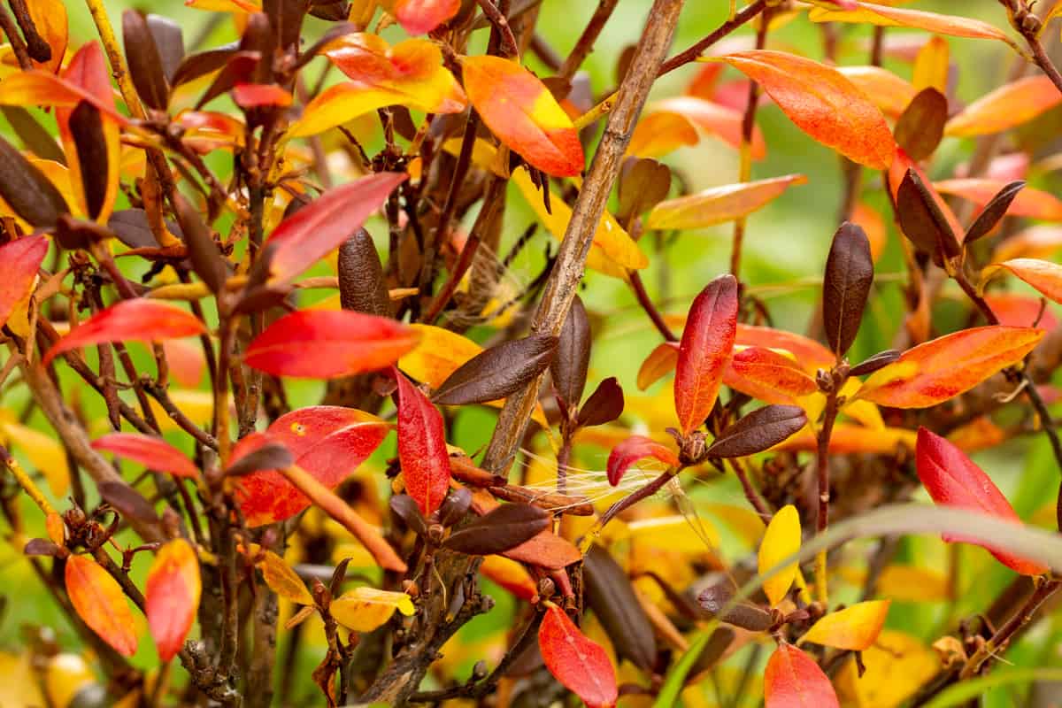 Bright autumn colors. Rhododendron subsect, Ledum branches and leaves in autumn red colors, close-up, blurred green background.