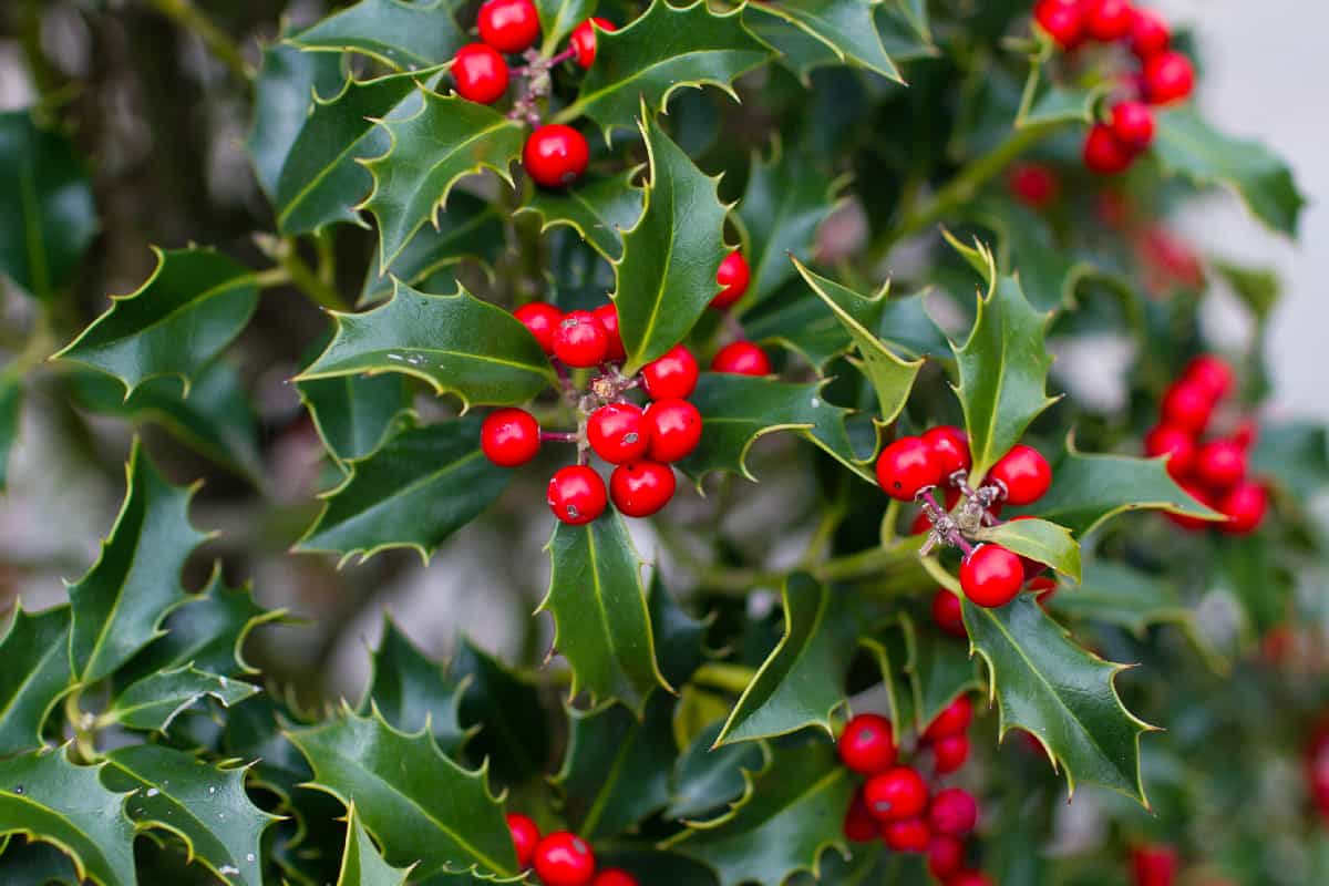 Bright holly berries on a bush