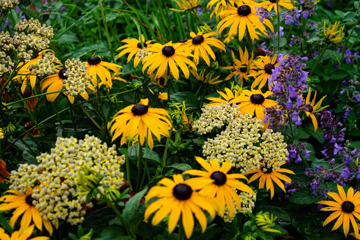 Bright rudbeckia in the park after rain
