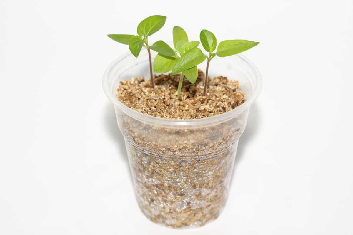Bright young pepper seedlings grow in a plastic cup isolated on white background concept of agriculture. Instead of potting soil for seedlings used vermiculite as a method of growing in hydroponics